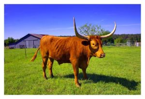 522756_10150808745566041_675659681_n